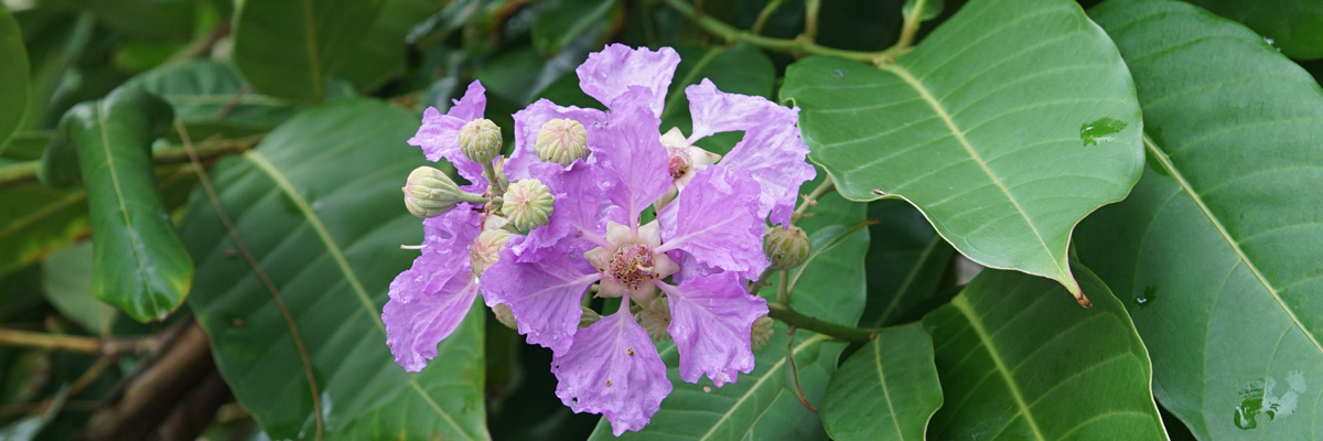 What is Banaba Extract and What are Its Benefits?
